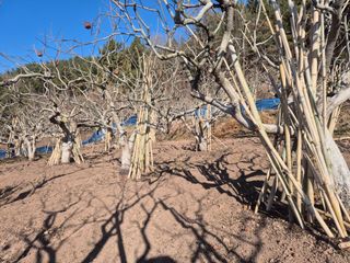 최진일님의 감 · 영농일지 작성글 사진