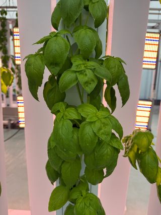 김정열님의 기타작물 · 영농일지 작성글 사진