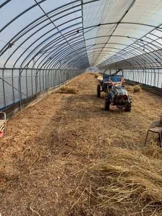 전원수님의 토마토 · 영농일지 작성글 사진