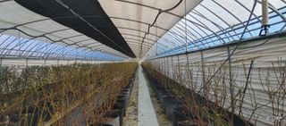 류근택님의 블루베리 · 영농일지 작성글 사진