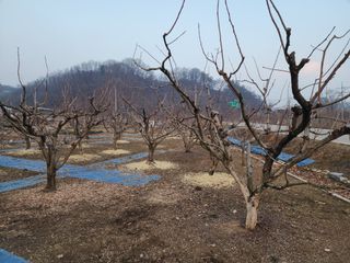 대운농원님의 기타작물 · 영농일지 작성글 사진