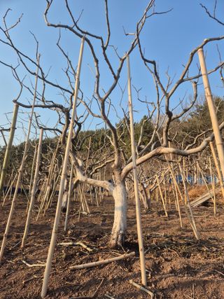 최진일님의 감 · 영농일지 작성글 사진