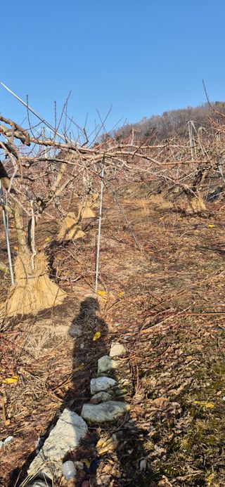 강성분님의 복숭아 · 영농일지 작성글 사진