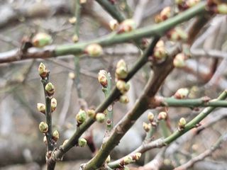 이용찬 열매마농원님의 매실 · 영농일지 작성글 사진