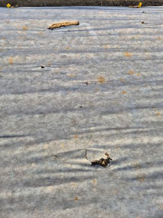 장재갑님의 마늘 · 영농일지 작성글 사진