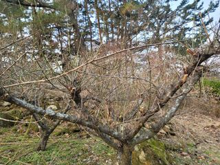 이용찬 열매마농원님의 매실 · 영농일지 작성글 사진