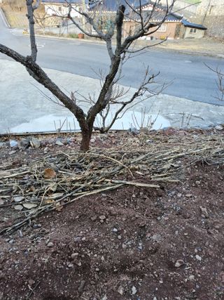 김용대님의 감 · 영농일지 작성글 사진