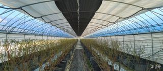 류근택님의 블루베리 · 영농일지 작성글 사진