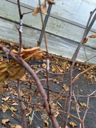 엄순모사선대농장님의 기타작물 · 영농일지 작성글 사진