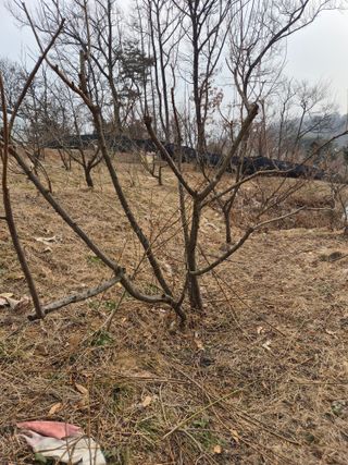 호랑이별님의 기타작물 · 영농일지 작성글 사진
