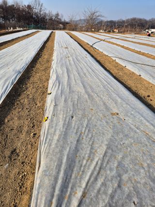 장재갑님의 마늘 · 영농일지 작성글 사진