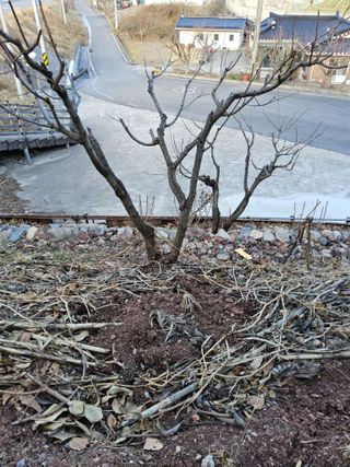 김용대님의 감 · 영농일지 작성글 사진