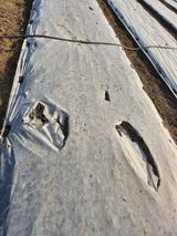 팜모닝 마늘·영농일지 게시글 이미지