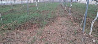 강춘원님의 기타작물 · 영농일지 작성글 사진