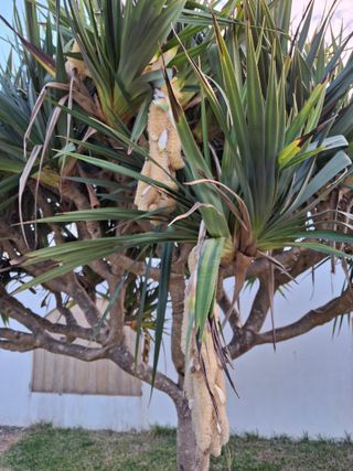 김철우님의 기타작물 · 영농일지 작성글 사진