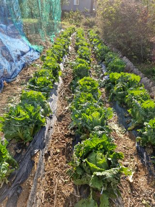 이명순 님의 배추 · 영농일지 작성글 사진