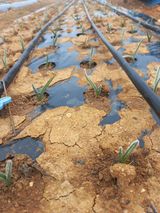 팜모닝 마늘·영농일지 게시글 이미지