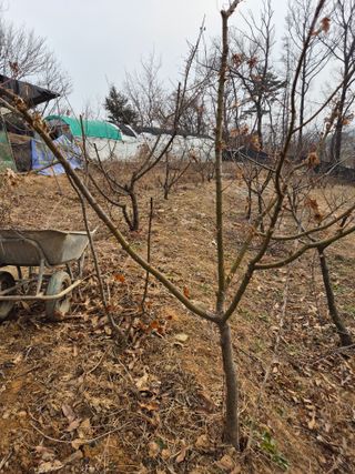 호랑이별님의 기타작물 · 영농일지 작성글 사진