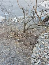 팜모닝 감·영농일지 게시글 이미지