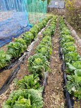 팜모닝 기타작물·영농일지 게시글 이미지