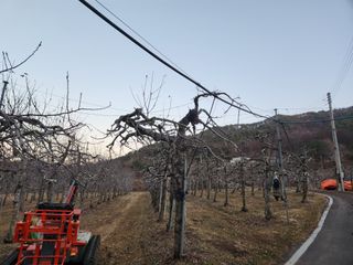 강대욱님의 사과 · 영농일지 작성글 사진