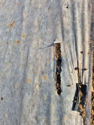 장재갑님의 마늘 · 영농일지 작성글 사진