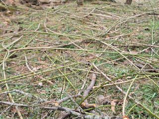 이용찬 열매마농원님의 매실 · 영농일지 작성글 사진