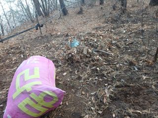 전원수님의 토마토 · 영농일지 작성글 사진