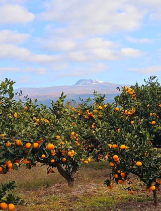 중촌님의 기타작물 · 영농일지 작성글 사진