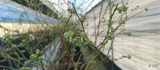 류근택님의 블루베리 · 영농일지 작성글 사진