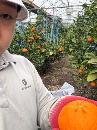 님의 귤 · 영농일지 작성글 사진