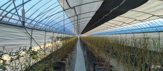 류근택님의 블루베리 · 영농일지 작성글 사진