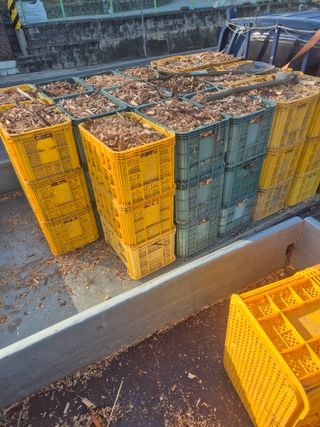 최진일님의 블루베리 · 영농일지 작성글 사진