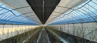 류근택님의 블루베리 · 영농일지 작성글 사진