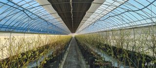 류근택님의 블루베리 · 영농일지 작성글 사진