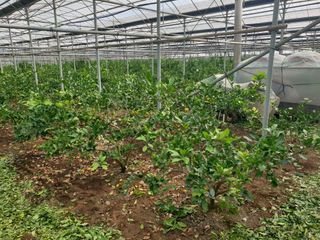 바굼지님의 기타작물 · 영농일지 작성글 사진