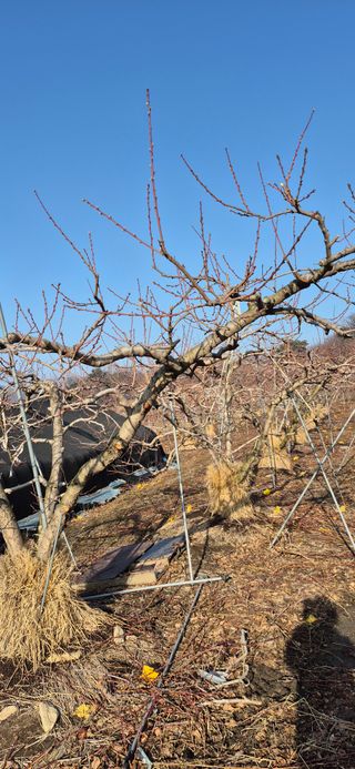 강성분님의 복숭아 · 영농일지 작성글 사진