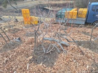 최진일님의 블루베리 · 영농일지 작성글 사진