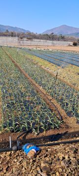 팜모닝 기타작물·영농일지 게시글 이미지