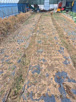 허봉모 님의 양파 · 영농일지 작성글 사진