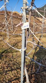 팜모닝 사과·영농일지 게시글 이미지