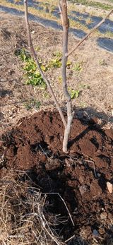 팜모닝 기타작물·영농일지 게시글 이미지