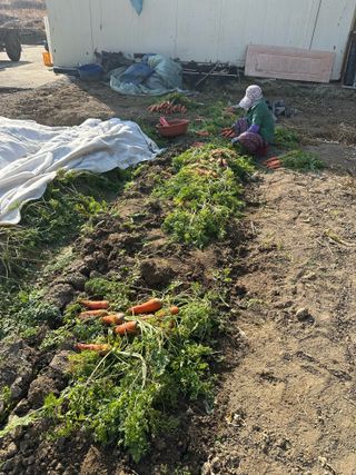 단감대봉시금치당님의 기타작물 · 영농일지 작성글 사진