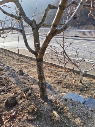 김용대님의 기타작물 · 영농일지 작성글 사진