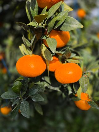 민성종묘(감귤묘목)님의 귤 · 영농일지 작성글 사진