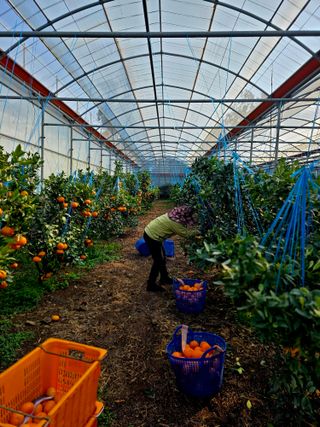 민성종묘(감귤묘목)님의 귤 · 영농일지 작성글 사진