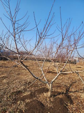 박병한님의 복숭아 · 영농일지 작성글 사진