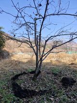 팜모닝 매실·영농일지 게시글 이미지