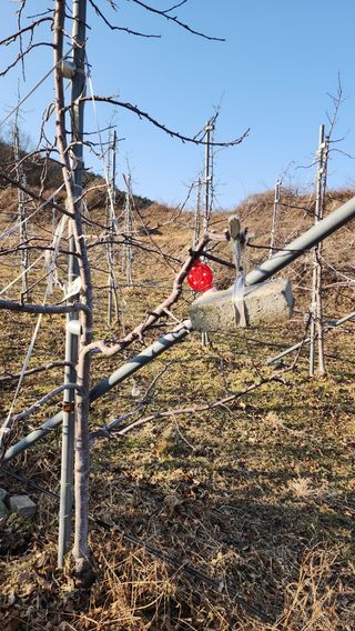 거창햇살농원 고현숙님의 사과 · 영농일지 작성글 사진