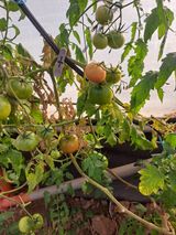 팜모닝 기타작물·영농일지 게시글 이미지